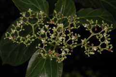 Premna serratifolia